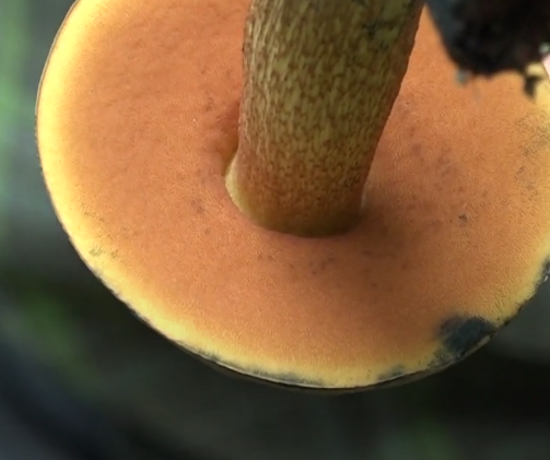 Дубовик келе: описание гриба, польза