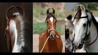Особенности марварской породы лошадей