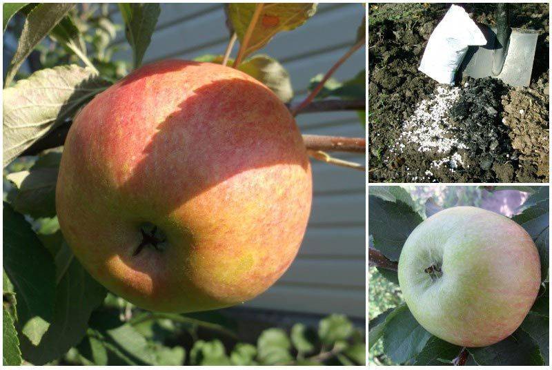 Как посадить и вырастить яблоню сорта медуница у себя на участке