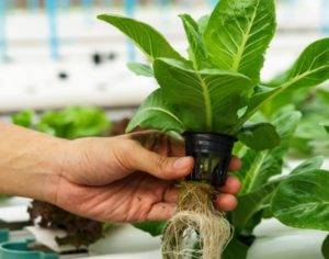 Раствор для гидропоники: зелень своими руками для выращивания в домашних условиях
