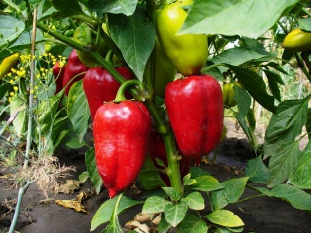 Почему садоводы так любят сорт перца «богатырь» и как его правильно вырастить