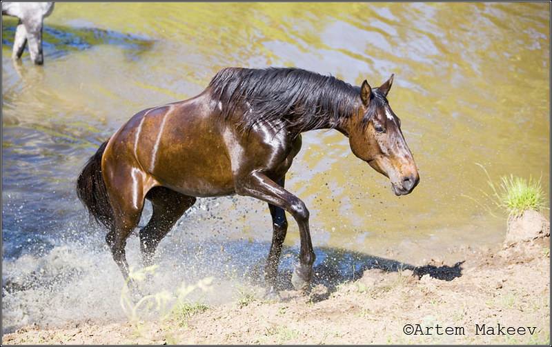 Терская порода лошадей (24 фото): описание, происхождение и содержание