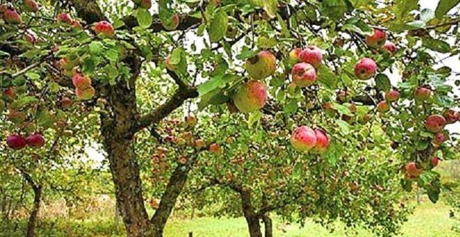 Карликовая яблоня соколовское