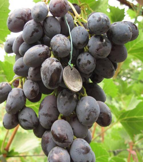 Виноград фурор – привлекательный гигант