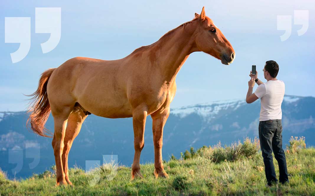 Описание самой большой лошади в мире