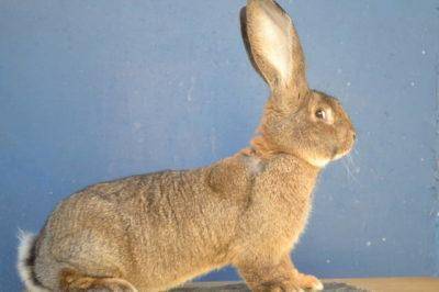 Кролики породы фландр — описание, характеристика, содержание, разведение. | cельхозпортал
