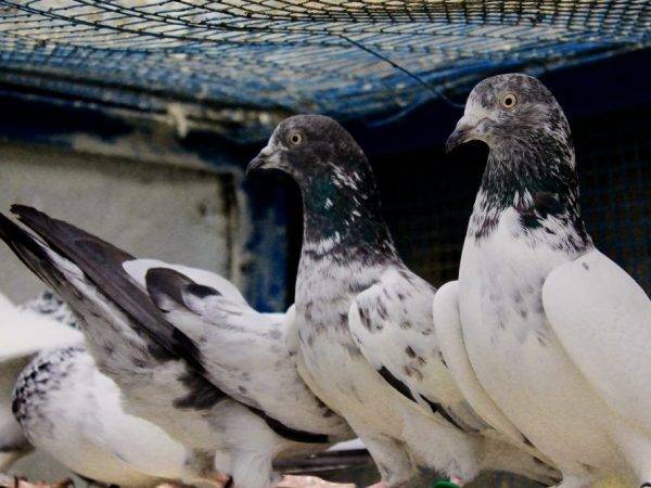 Иранские бойные голуби: описание, фото, уход и содержание