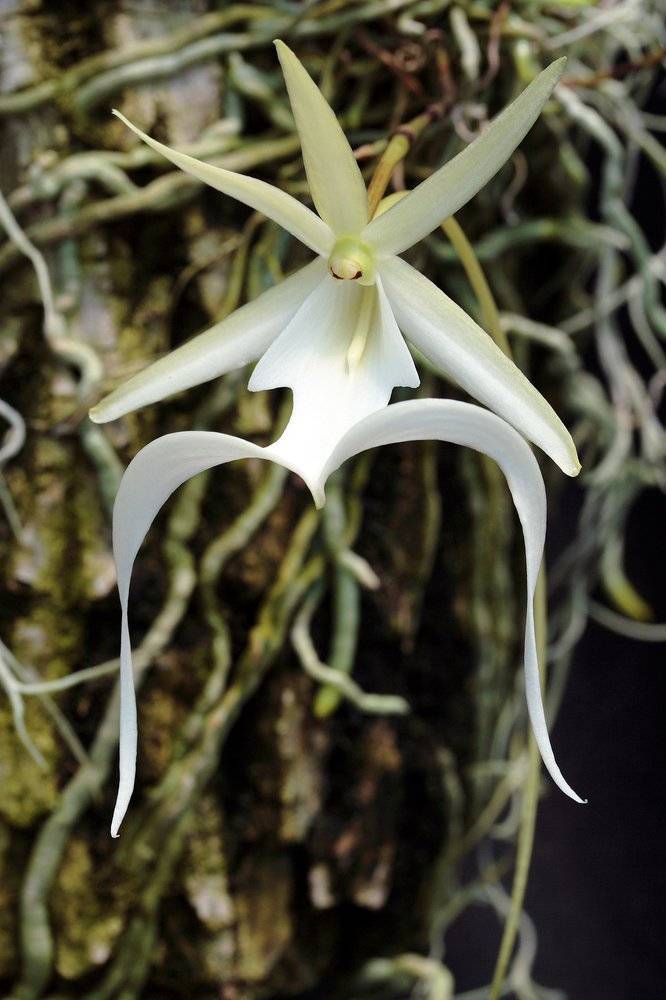 Особенности выращивания орхидеи Призрак