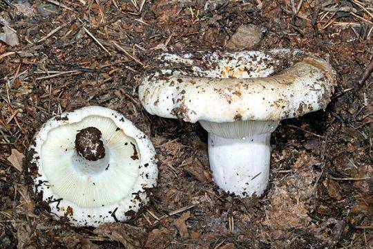 Грибы грузди - отличия от ложных грибов | фазенда рф