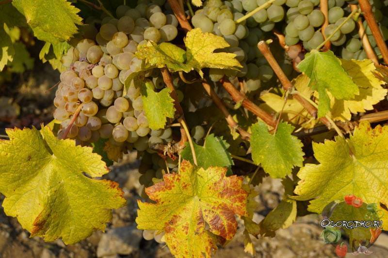 Обработка и опрыскивание винограда весной от болезней и вредителей