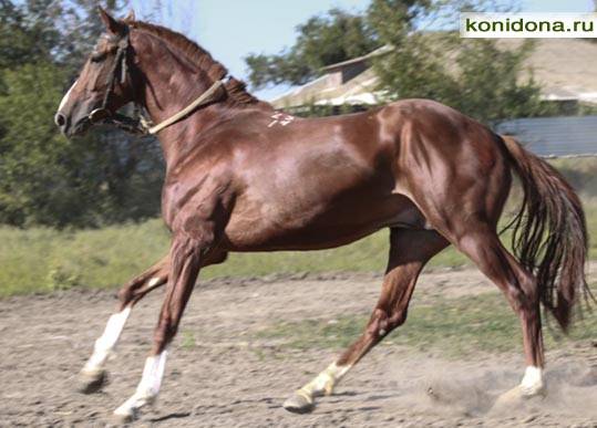 Буденновская порода лошадей: фото и видео, характеристика, описание, типы, разведение
