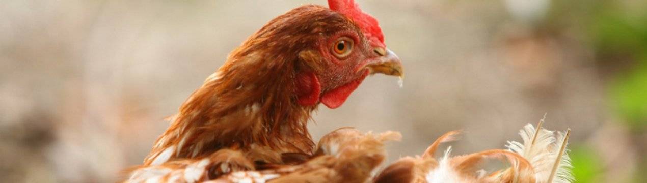 Способы повысить яйценоскость у домашних кур
