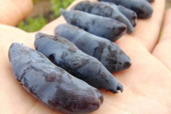 Бакчарская жимолость лучшие сорта