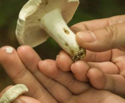 Что за гриб «пальцы дьявола»?