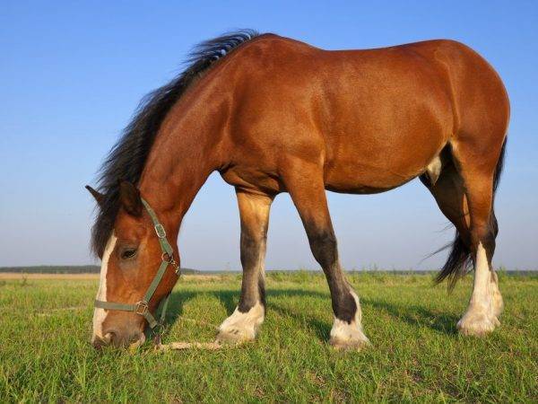 Башкирская лошадь – порода мясомолочного направления 2021