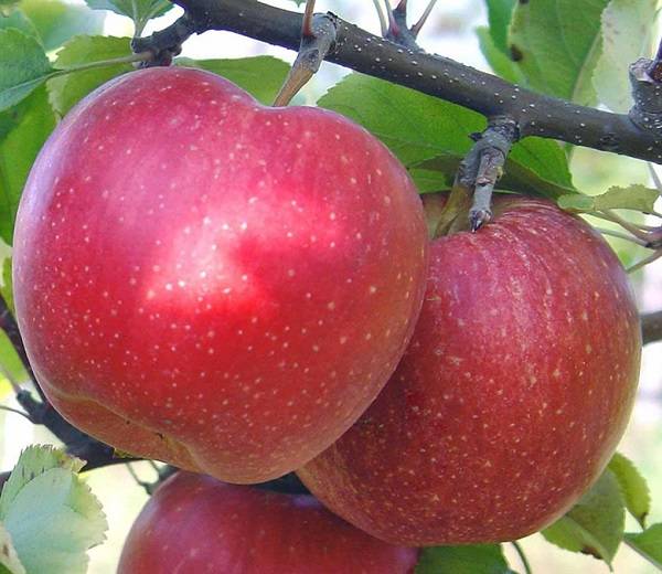 Обзор лучших сортов зимних яблонь