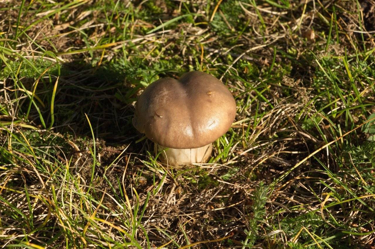 Съедобные грибы | майский гриб | мокруха еловая | гигрофор ранний | гигрофор оливково-белый | зеленушка