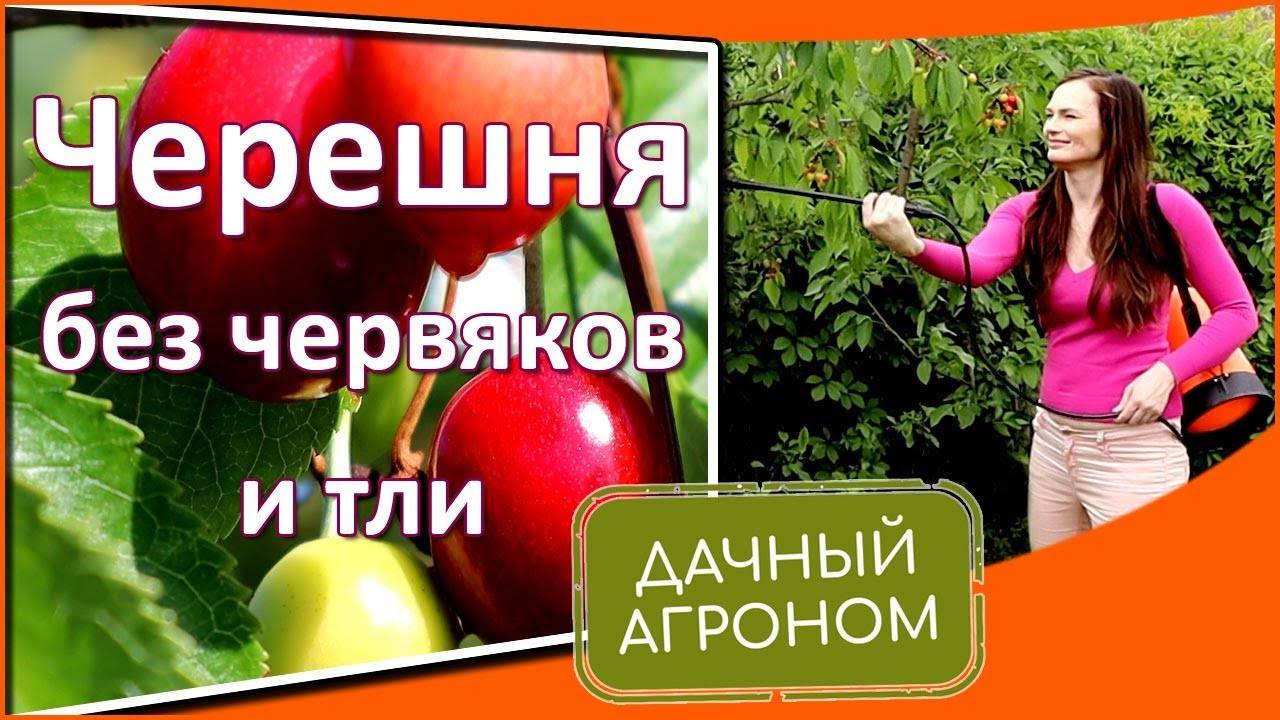 Как не допустить нашествия муравьев на черешню — познаем в общих чертах