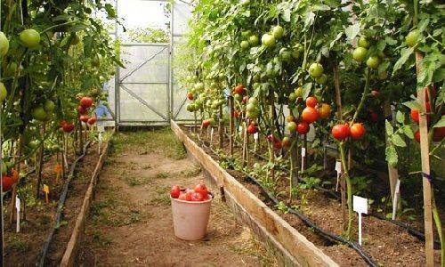 Как вырасти помидоры в теплице из поликарбоната