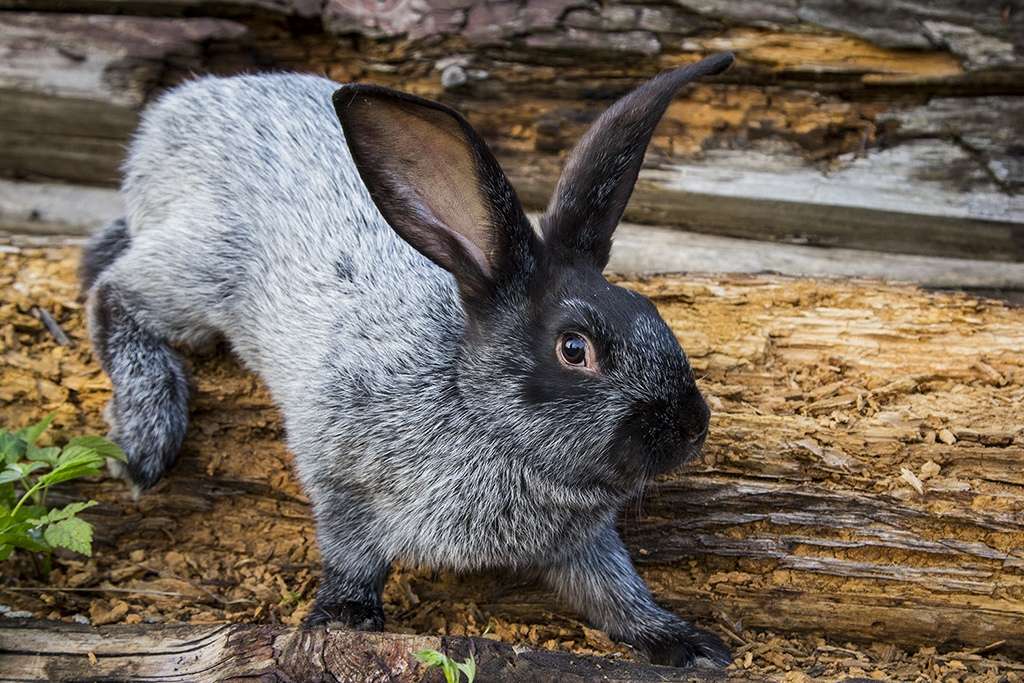 Наш серебристый кролик