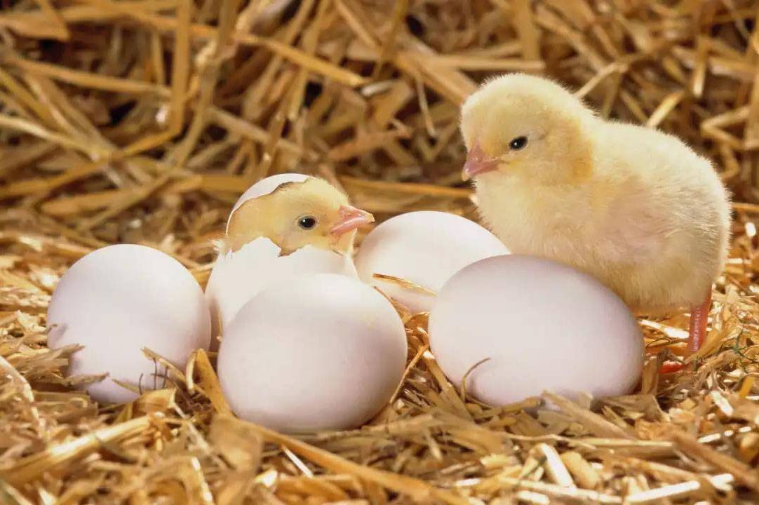 Как рождаются цыплята, их развитие в яйце по дням