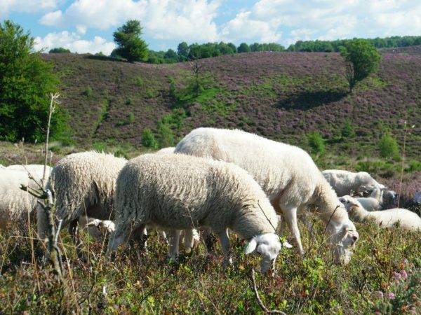 Курдючные овцы и бараны: преимущества и недостатки, правила содержания, популярные породы