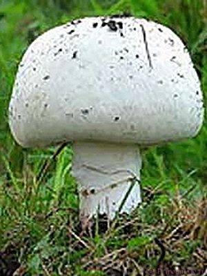 Такие разные шампиньоны — в лесу и в саду. виды, фото. как не спутать с ядовитыми грибами? — ботаничка.ru