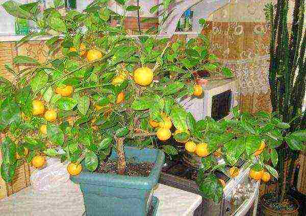 Мандариновое дерево: уход в домашних условиях, особенности полива и освещения, фото - sadovnikam.ru