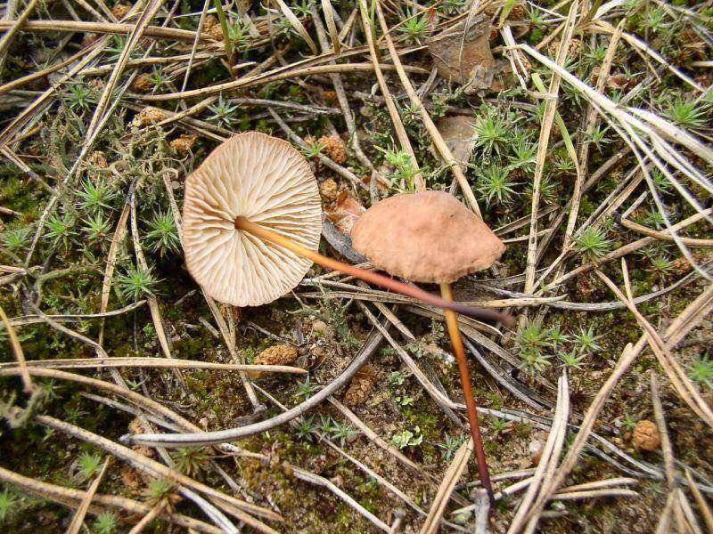 Гриб чесночник обыкновенный (чесночный гриб, mycetinis scorodonius): как выглядят грибы, где и как растут, съедобны или нет