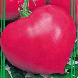 Томат розовый вкус f1: отзывы об урожайности, описание и характеристика сорта, фото семян