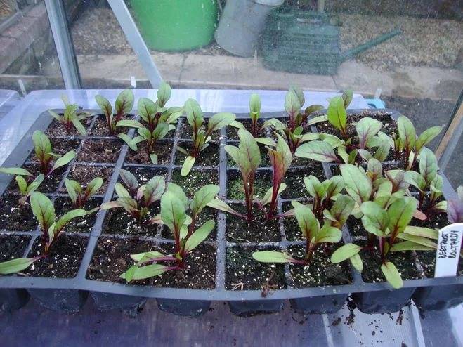 Как посадить свёклу семенами в весенний период в открытый грунт