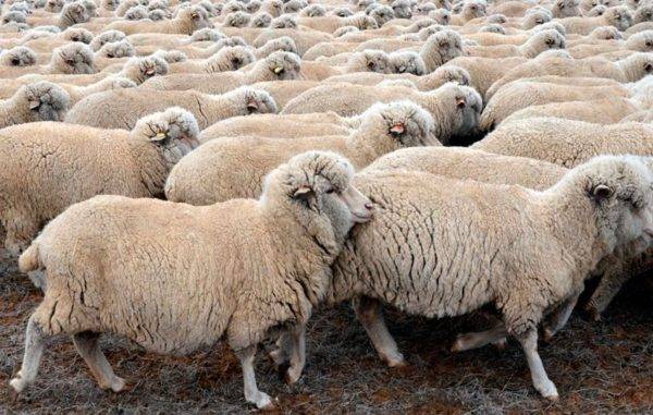 Куйбышевская порода овец: описание с фото и отзывами владельцев