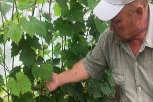 Виноград сорта юлиан – самый ранний урожай