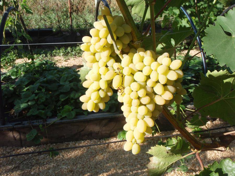 Сорт винограда Триумф — описание и особенности выращивания