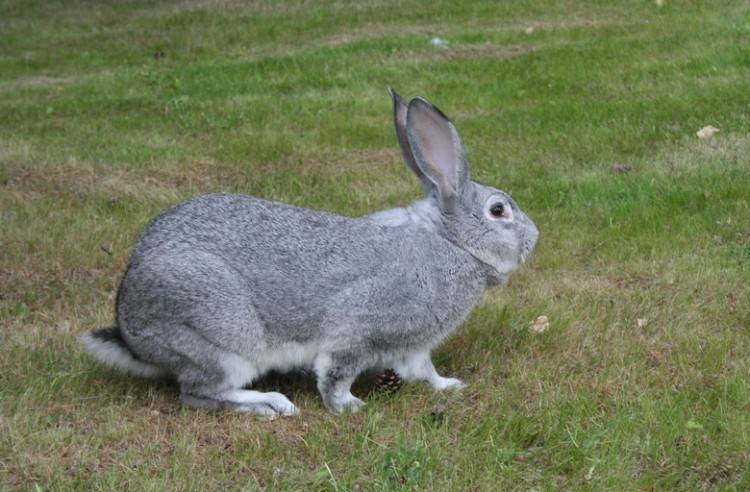 Порода кроликов советская шиншилла: описание породы, особенности содержания и ухода, разведение животных
