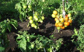 Томат бони м - описание сорта, урожайность, фото и отзывы садоводов - журнал "совхозик"