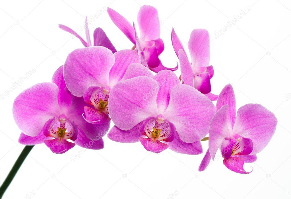 Описание розовой орхидеи