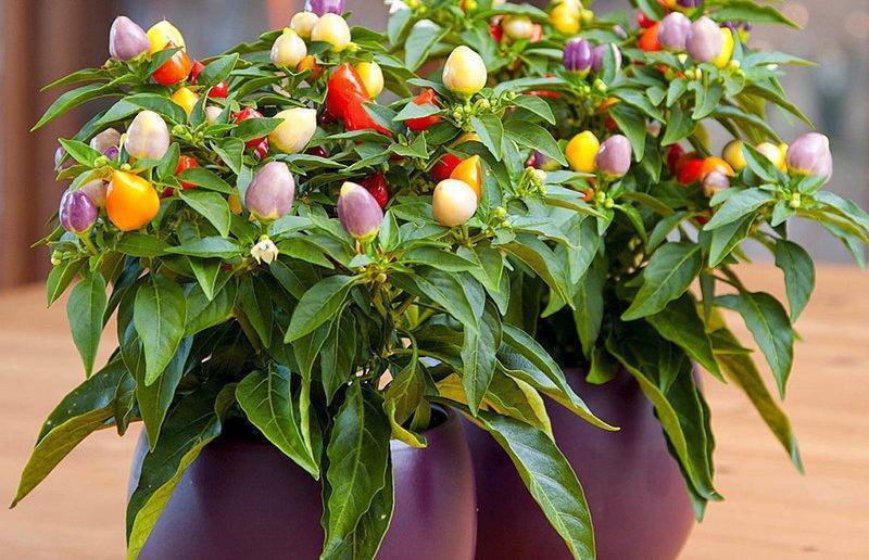 Овощи на балконе: 5 секретов урожая