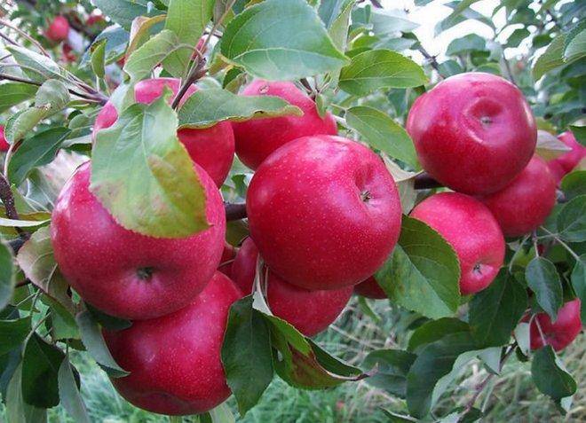 Колоновидные яблони — сорта для северо-запада