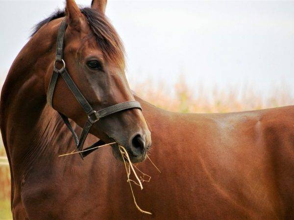 Вороной конь: фото, виды, особенности масти, внешний вид, история, подмастки, генетика