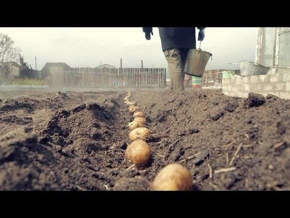 Выращивание картофеля: как удобрять по сезону, нормы внесения подкормок, вредители