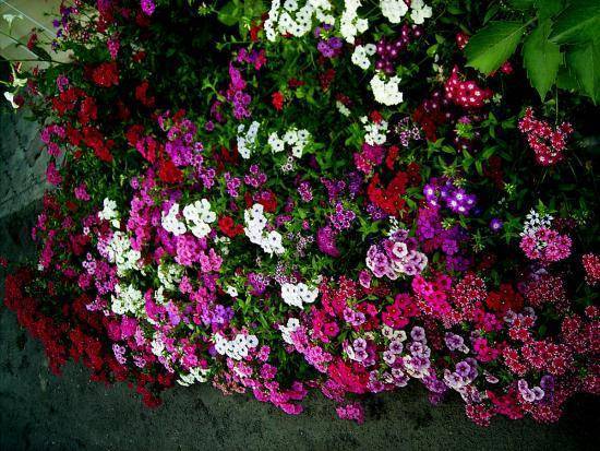Хитрости ухода за флоксом друммонда: как вырастить из семян роскошный цветок