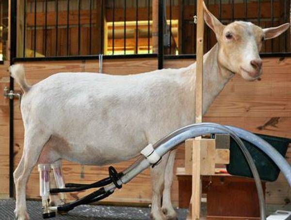 Станок для доения козы своими руками: чертежи