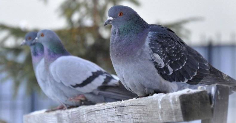 Как отличить голубя от голубки? способы определения пола голубя