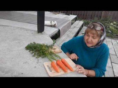 Правильная посадка моркови семенами в грунт