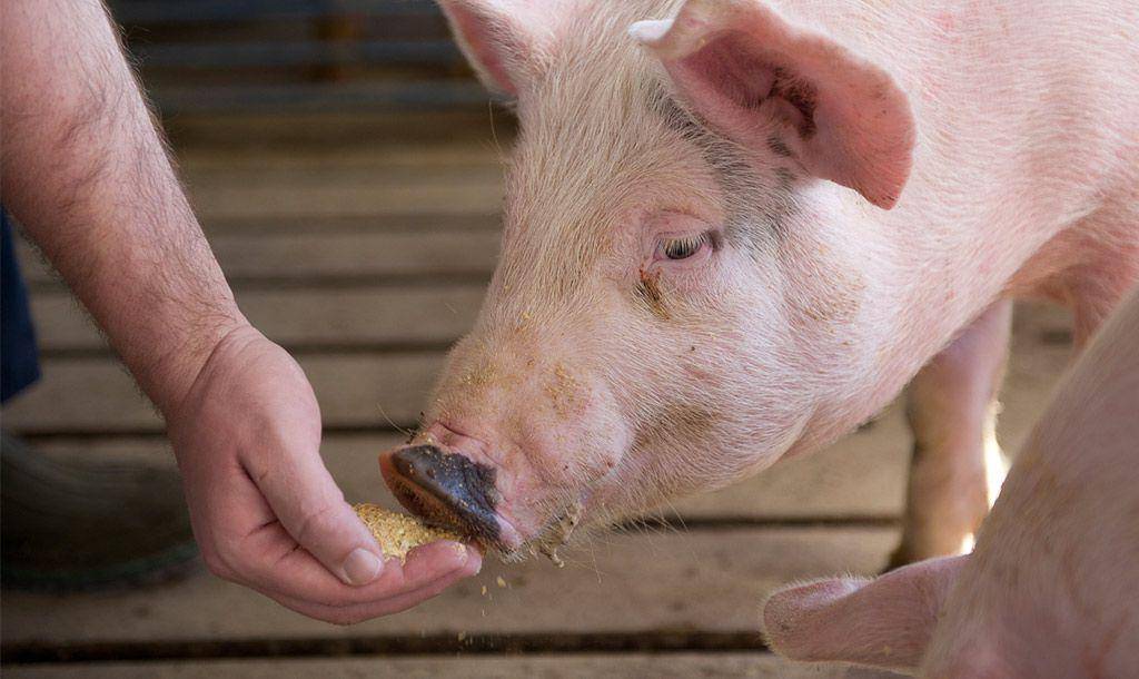 ᐉ роды (опорос) свиньи в домашних условиях: признаки и прием - zooon.ru