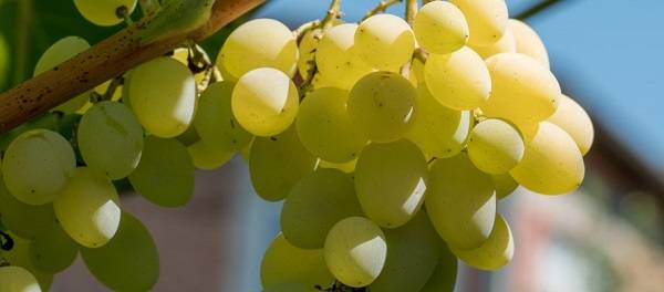 Виноград элегант: описание сорта, фото, отзывы