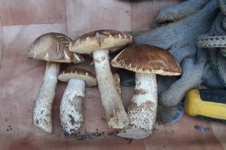 Крымские съедобные грибы фото и название. уникальные грибы крыма