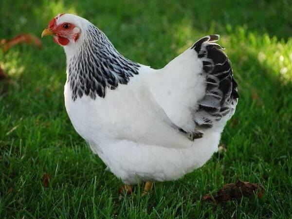 Первомайская порода куриц