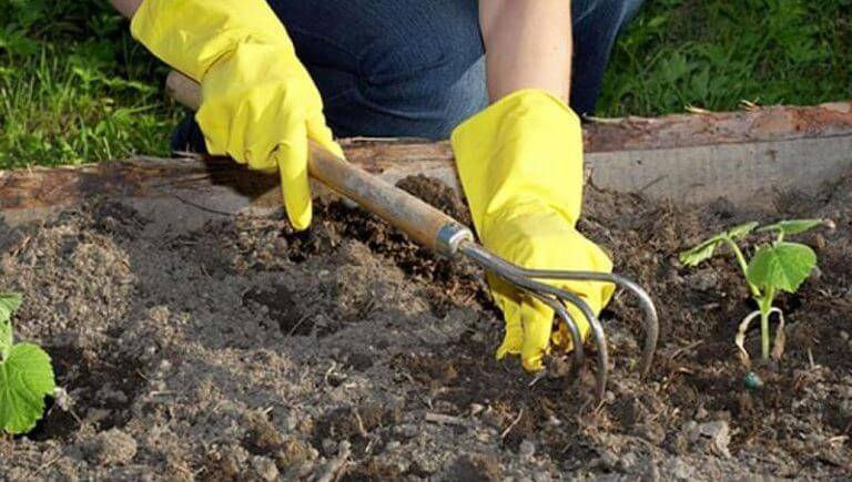 Как провести подготовку почвы под огурцы перед посадкой